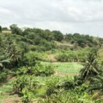 Green forest landscape illustrating forest restoration and reforestation; not a photograph of the Tano Nimri project