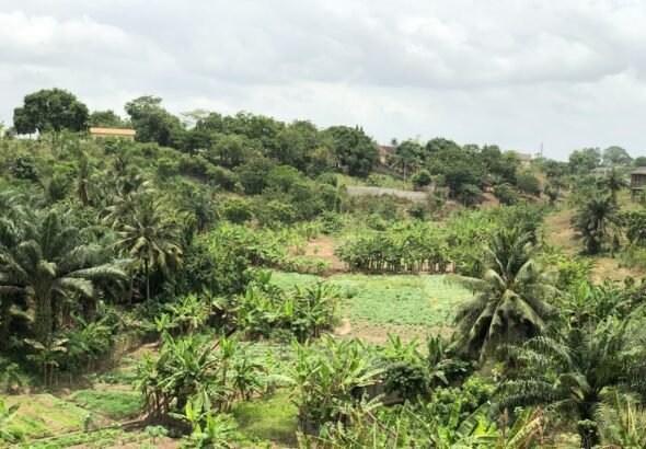 Green forest landscape illustrating forest restoration and reforestation; not a photograph of the Tano Nimri project