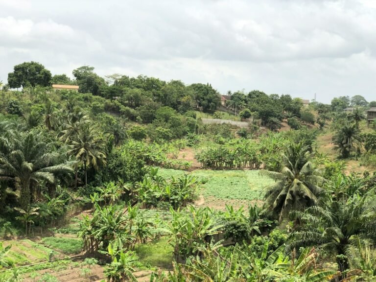 Green forest landscape illustrating forest restoration and reforestation; not a photograph of the Tano Nimri project